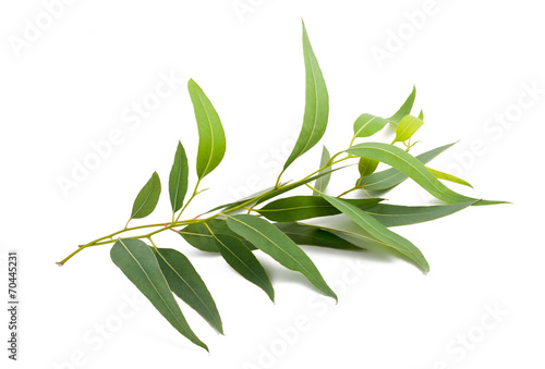 eucalyptus branch