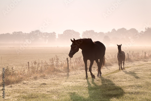 horse and foal silhouettes in fog