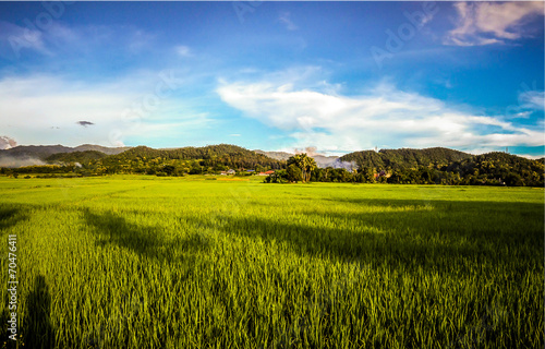 Rice field with blue sky, beautiful landscape in Lamphun Thailan
