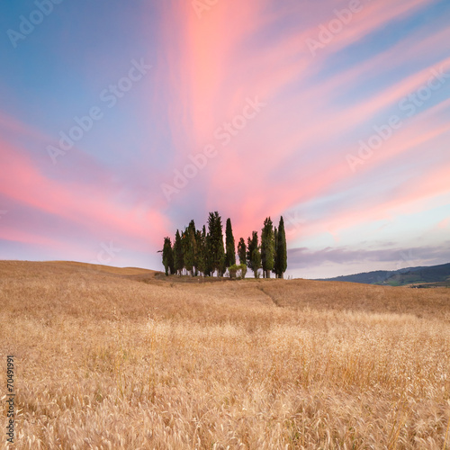 Group of cypress trees in Tuscany