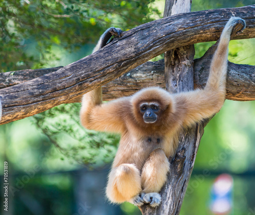 White Cheeked Gibbon or Lar Gibbon