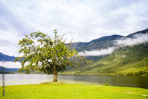 Samotne drzewo na brzegu jeziora Bohinj