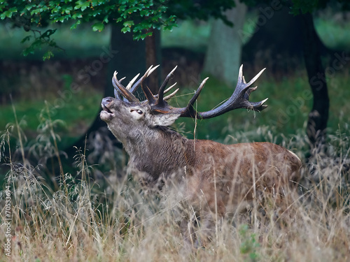 Red deer (Cervus elaphus)