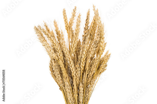 Wheat crops on white background, isolated