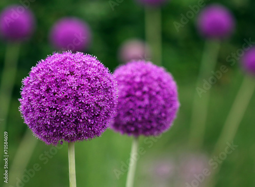 Couple of the allium purple flowers growing in the garden