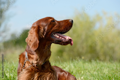 irish red setter