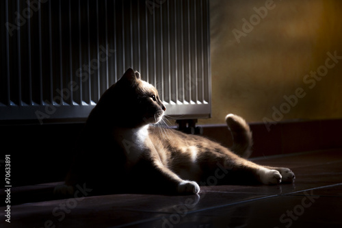 Ginger Cat relaxing on home floor