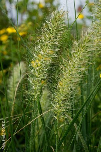 Pennisetum alopecuroides in drops of rain