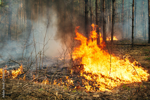 Intensive of ground forest fire in pine stand