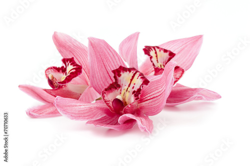 Cymbidium orchids