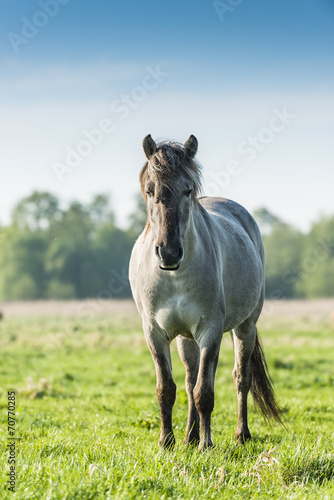 Polish horse - konik polski.