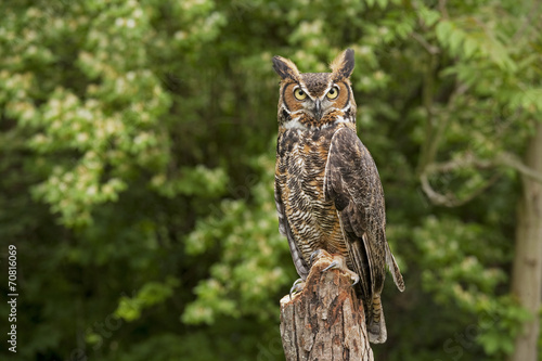 Great Horned Owl