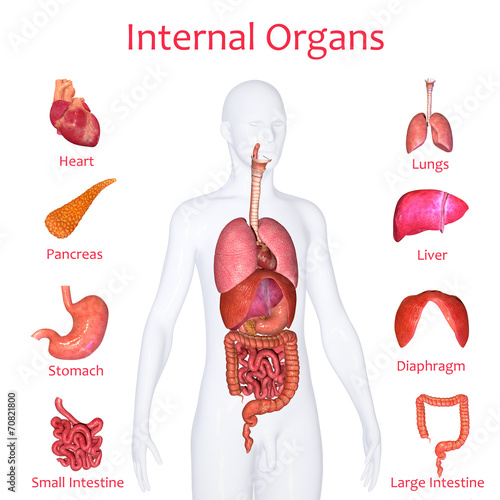 Internal organs