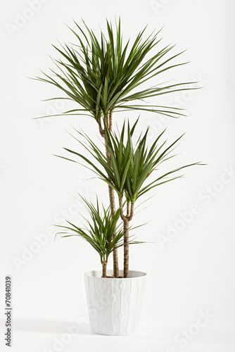 Yucca plant potted in a container