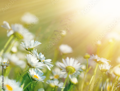Beautiful daisy flowers bathed in sunlight