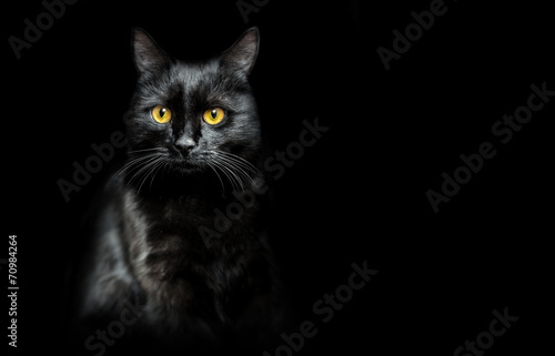 black cat on black