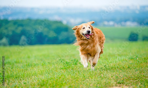 Running Golden retriever dog