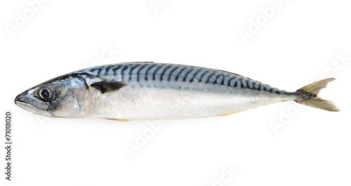 mackerel fish isolated