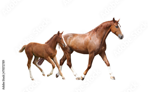 Chestnut horse and its cute foal running fast