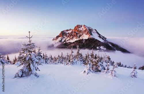 Winter mountain landscape with tree