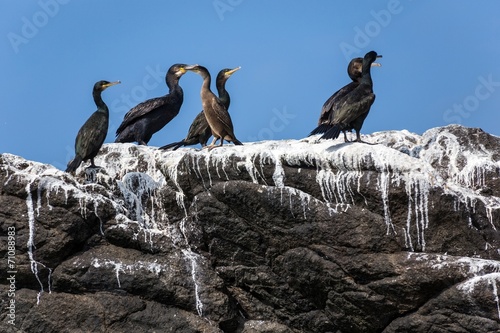 Cormorants birds on rock