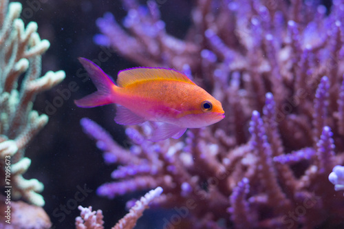 Pseudanthias Bicolor