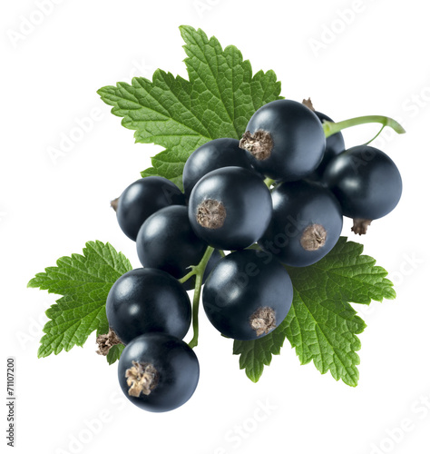 Black currant 4 with leaf isolated on white background