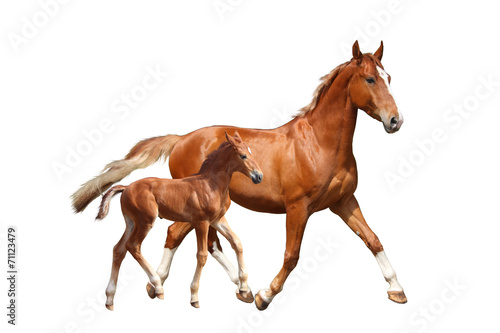 Cute chestnut foal and his mother trotting on white background