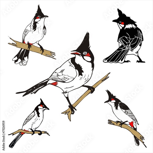 five character of Red-whiskered bulbul birda drawing vector