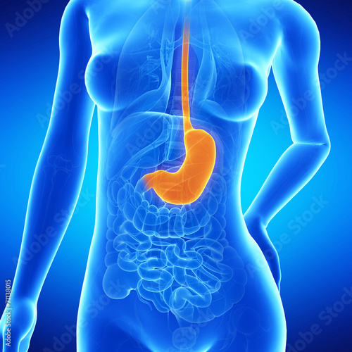  medical illustration of the female´s stomach