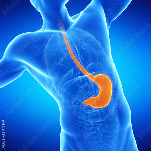  medical illustration of the stomach