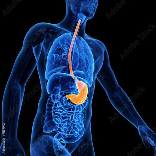  medical illustration of the stomach