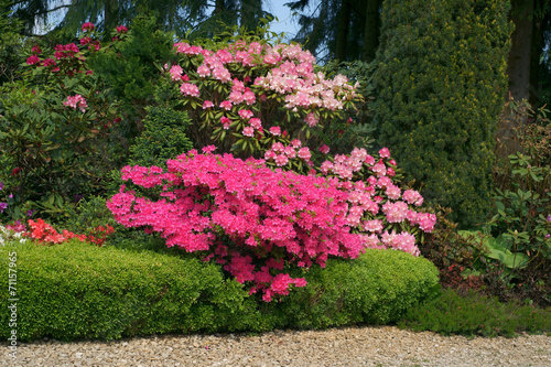 Buxus sempervirens Suffruticosa & Azalia Kermesina