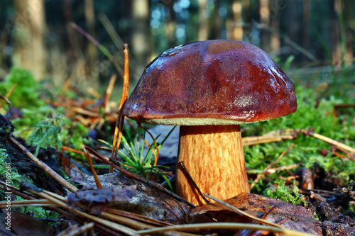 Mushroom xerocomus badius