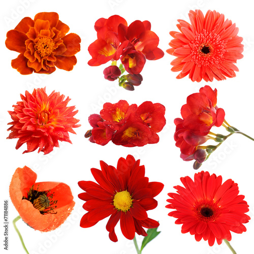 Collage of beautiful red flowers