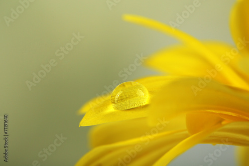 Water drop on yellow flower on light background