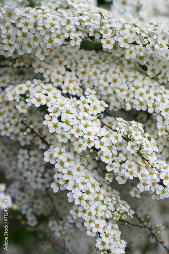 Spiraea x cinerea Grefsheim