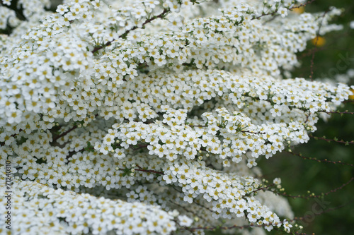 Spiraea x cinerea Grefsheim