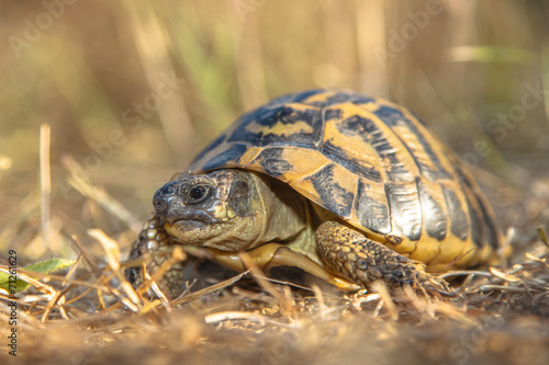 Hermann's tortoise (Testudo hermanni) in Grassy Environment Ital