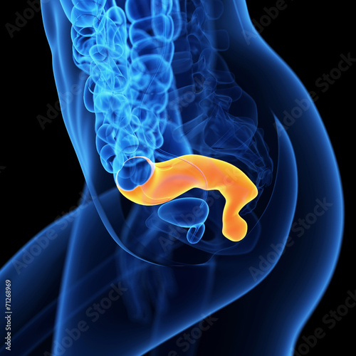 medical 3d illustration of the rectum