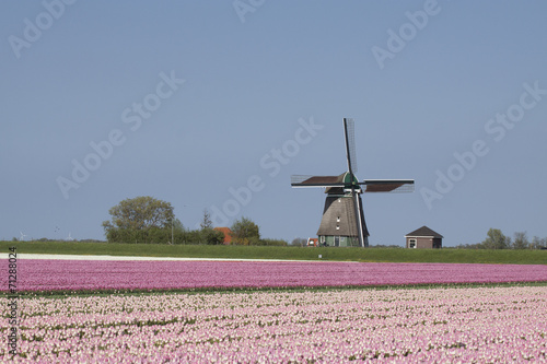Pink tulip field and wooden duth windmiil.
