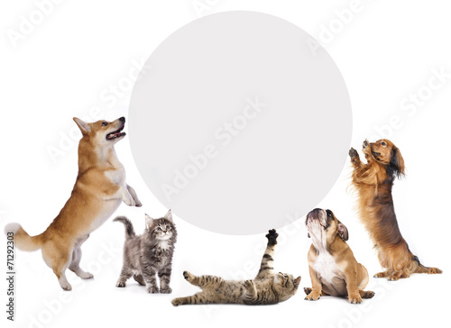 cats and dogs holding a cork banner