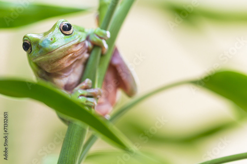 Australian Green Tree Frog