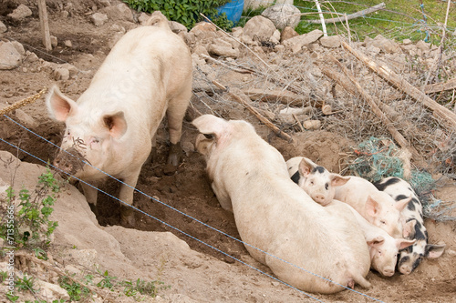 Famille de cochons