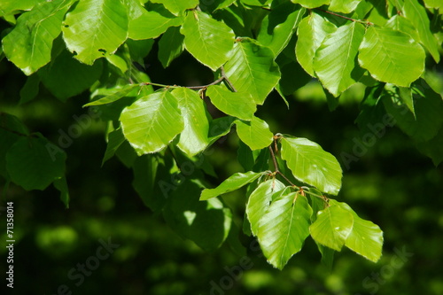 Feuilles de hêtre (Fagus sylvatica),