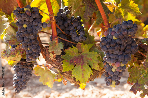 Rioja Tempranillo Grapes on the Vine