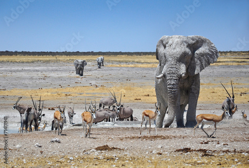 Elephant at water hole