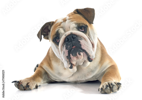 english bulldog