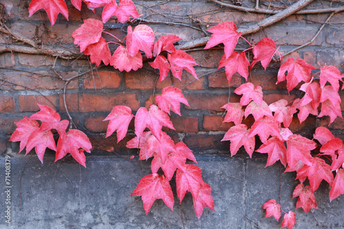 Leafs | autumn | red leafs | colors | the wall