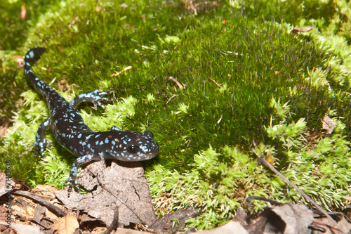 Blue-spotted Salamander